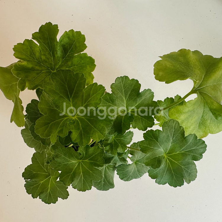 물병자리별 제라늄--0