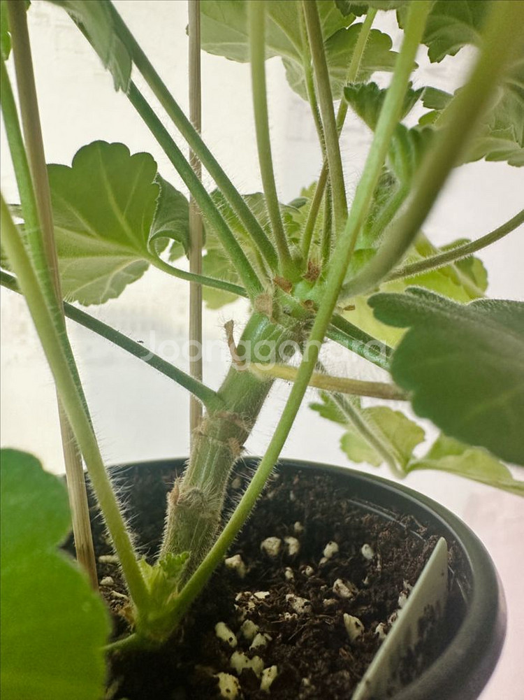 물병자리별 제라늄--1