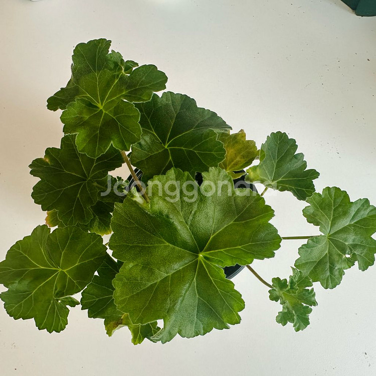 아마레티 제라늄(uv4.21)--0