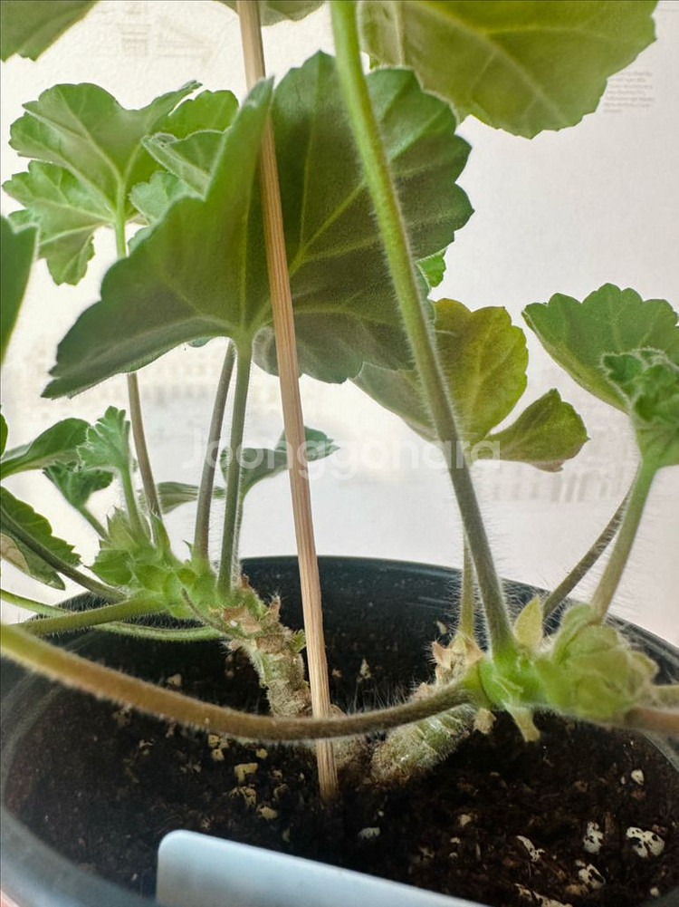 아마레티 제라늄(uv4.21)--1