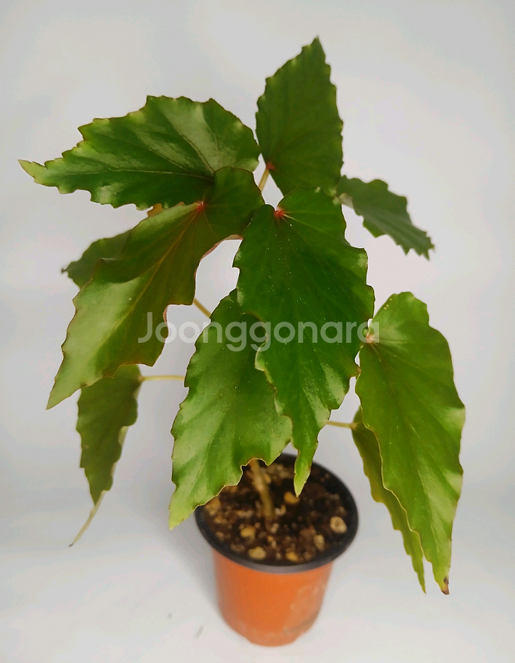 베고니아 캐서린 메이어--0