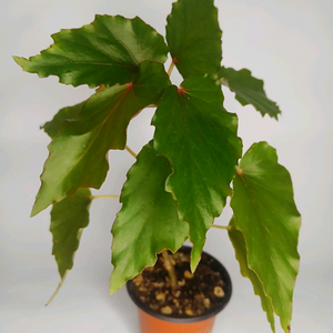 베고니아 캐서린 메이어