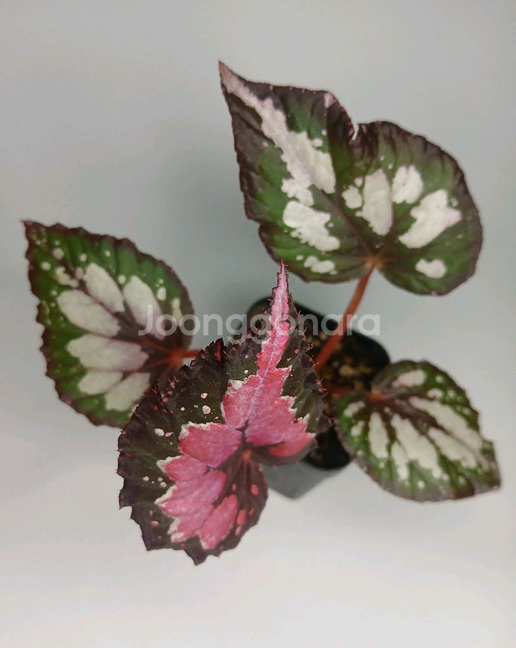 베고니아 홀리데이--1