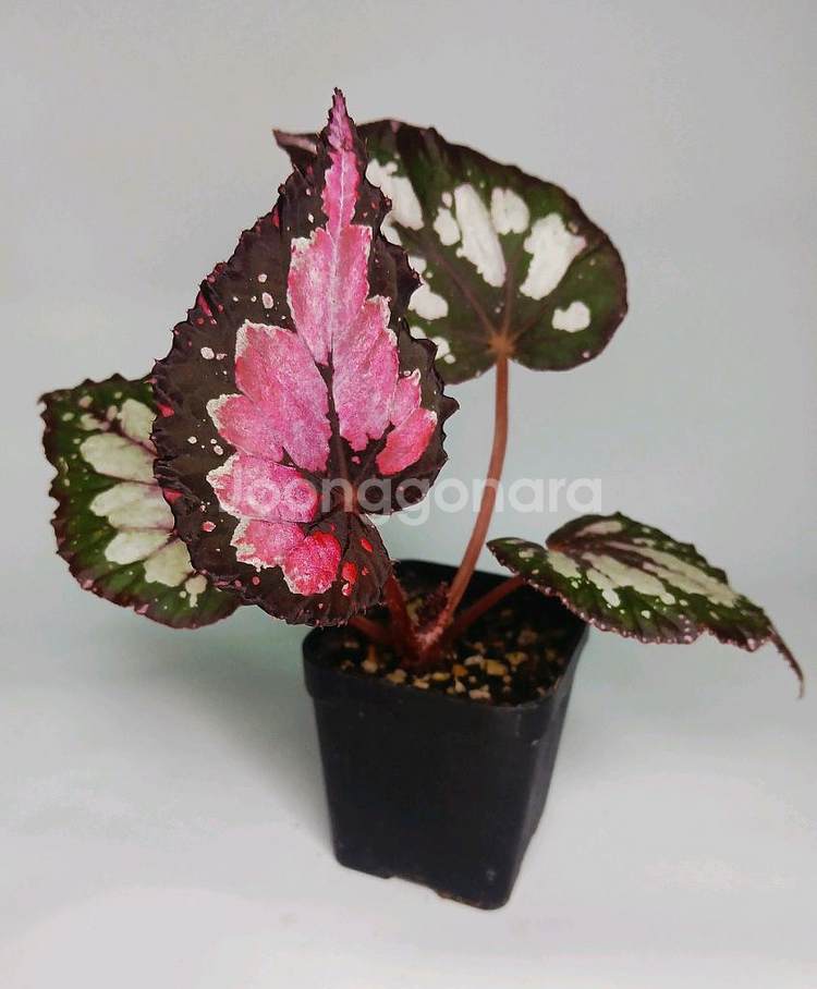 베고니아 홀리데이--0