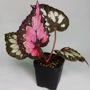 베고니아 홀리데이