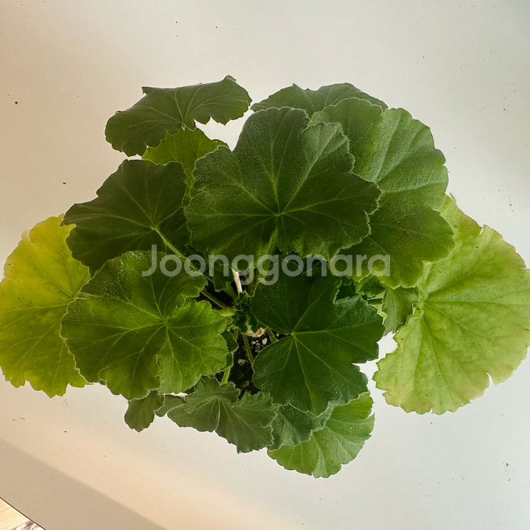 Yuz아마빌리스 제라늄--0