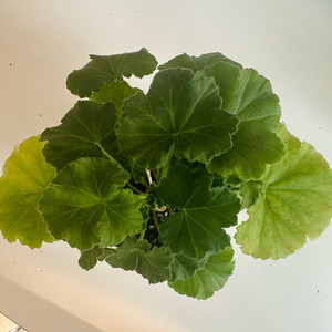 Yuz아마빌리스 제라늄