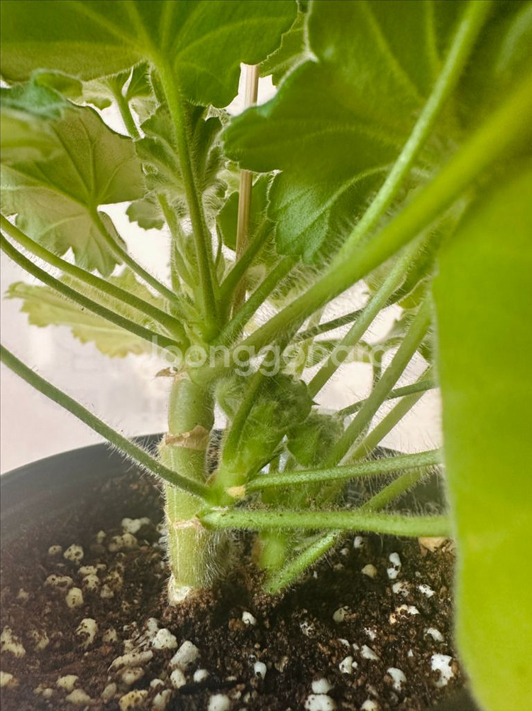 Yuz아마빌리스 제라늄--1