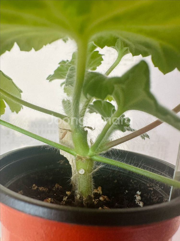 U폴로네즈 제라늄--1