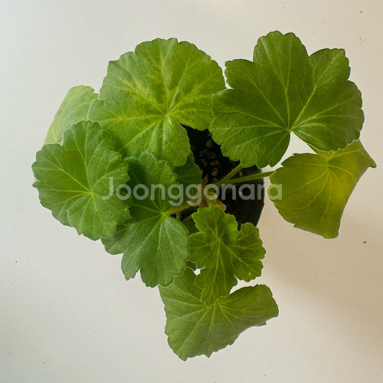 U폴로네즈 제라늄--0