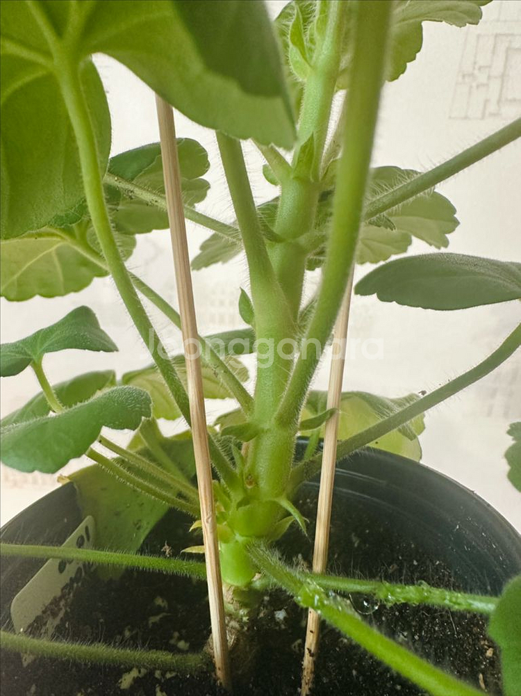 파라다이스애플 제라늄--1