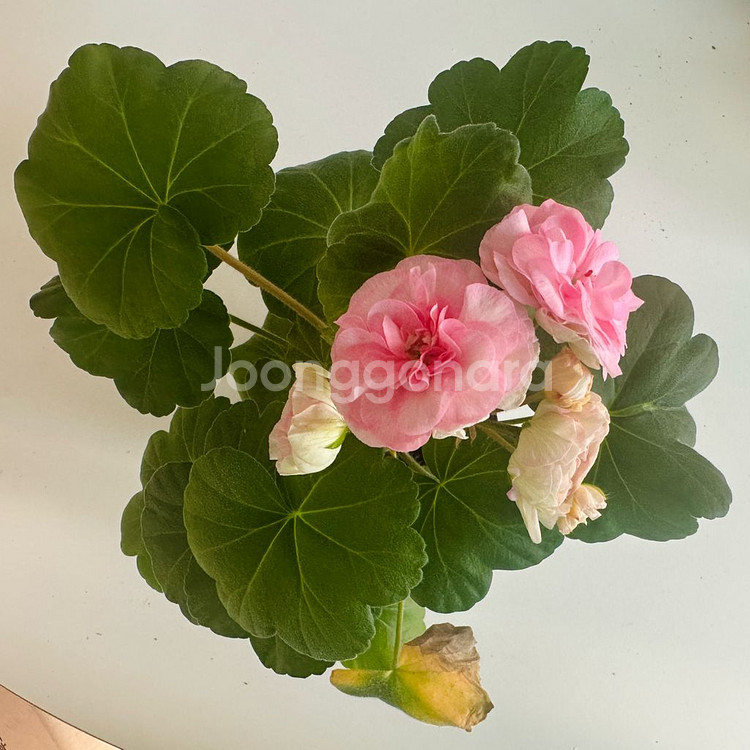 파라다이스애플 제라늄--0