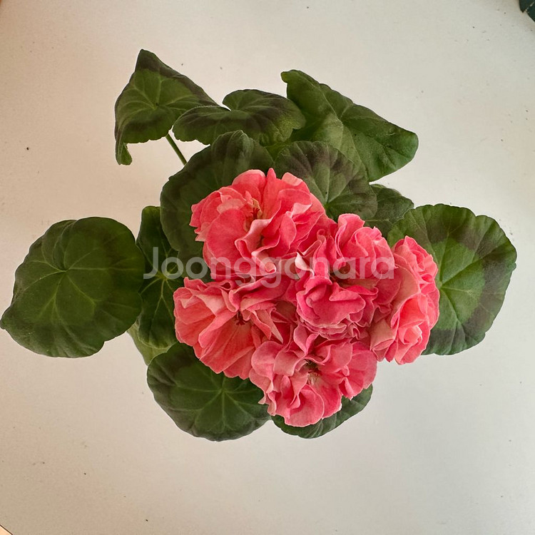 코코페어플로우 제라늄--0