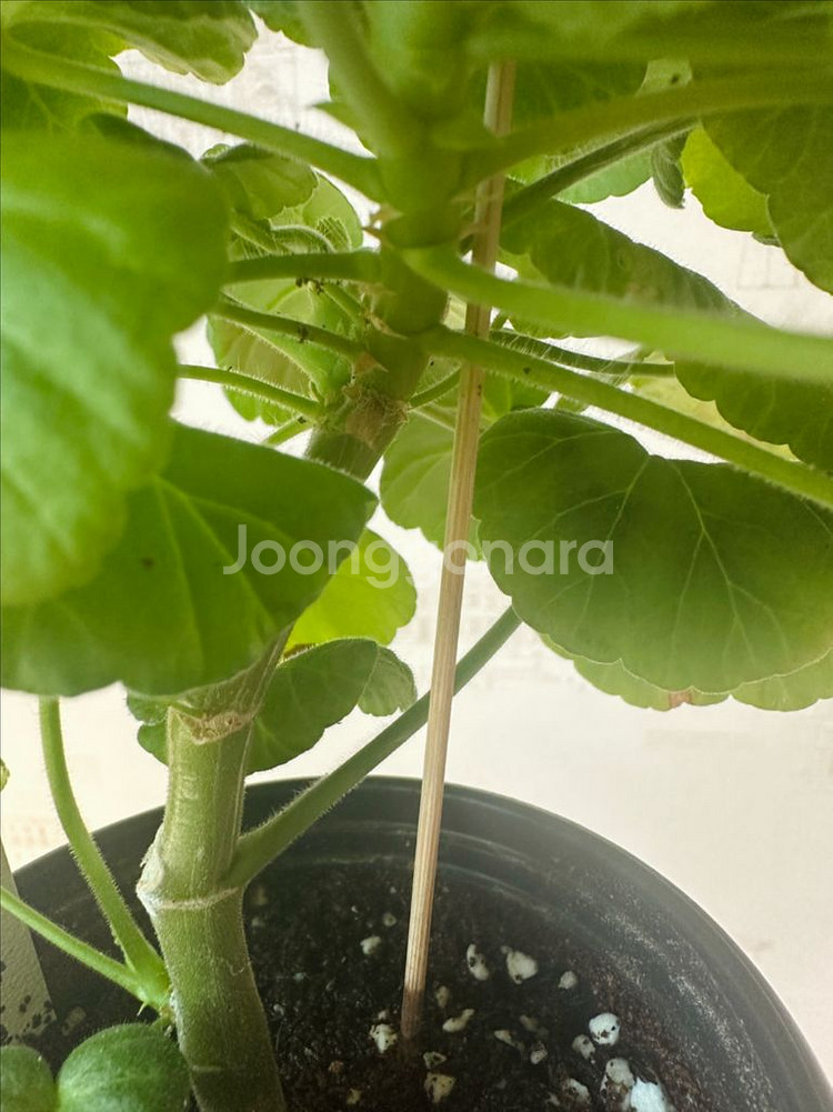 코코페어플로우 제라늄--1