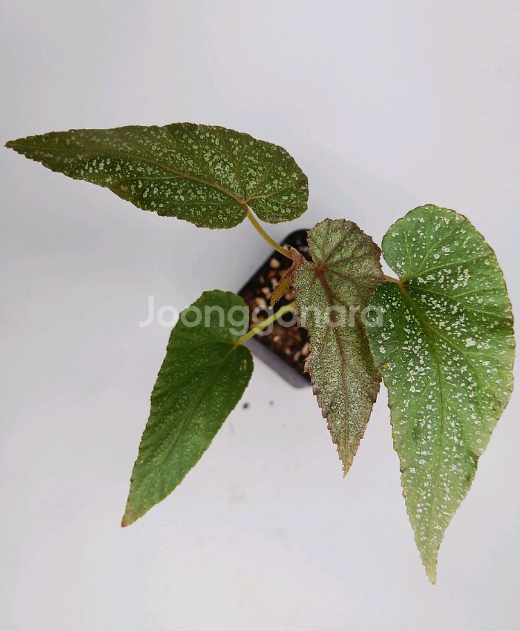 베고니아 운난--0