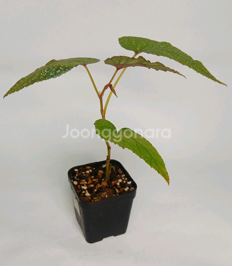 베고니아 운난--1