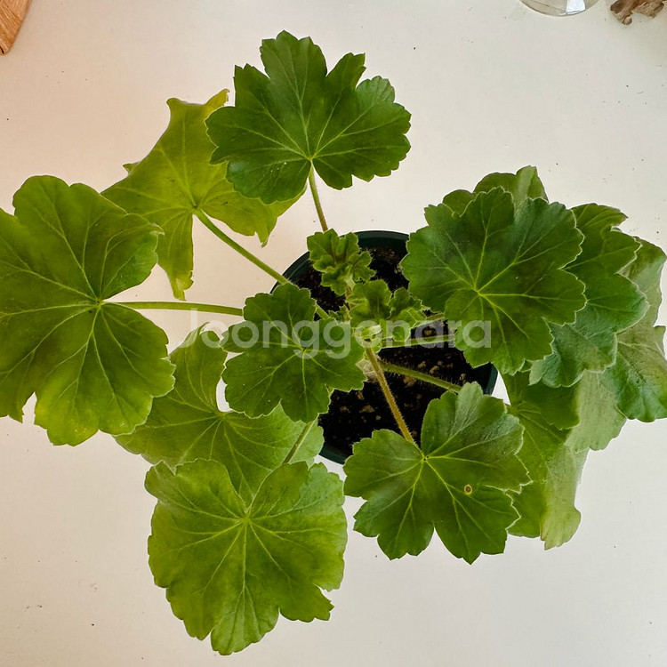 uv14.20 제라늄--0