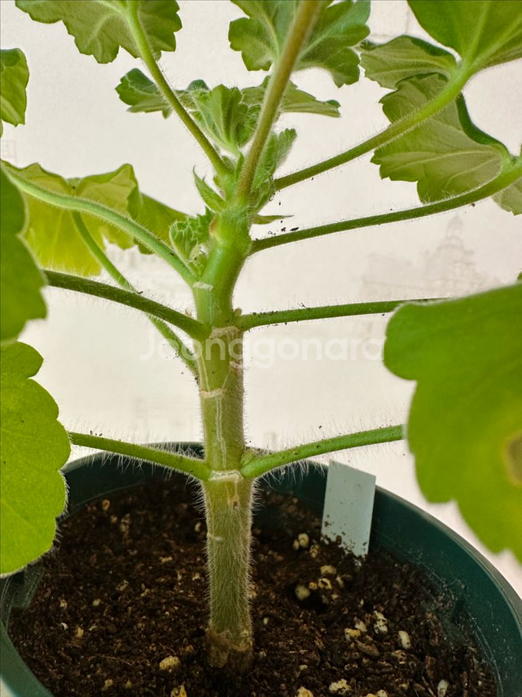 uv14.20 제라늄--1