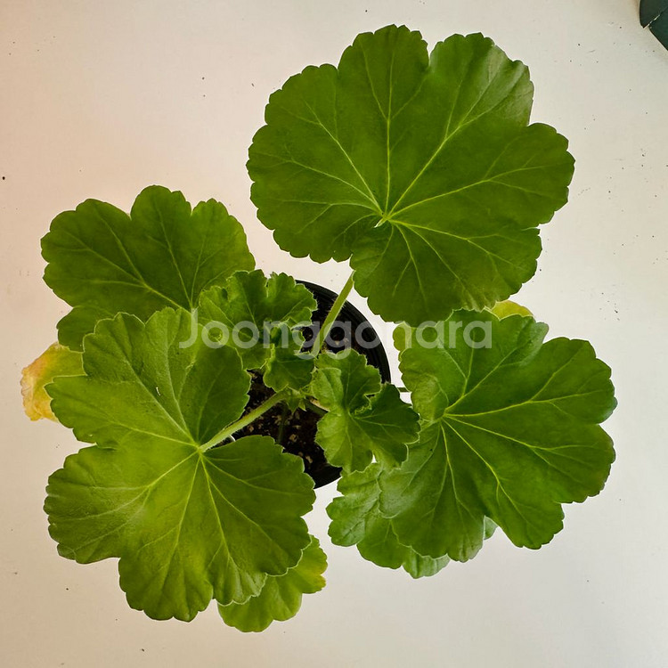 덧없는시야 제라늄--0