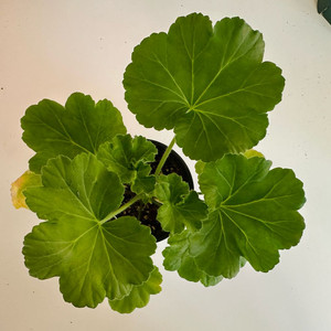 덧없는시야 제라늄