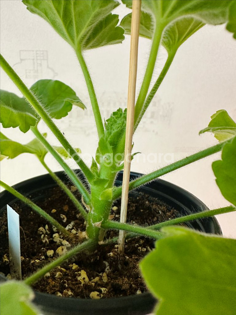 덧없는시야 제라늄--1