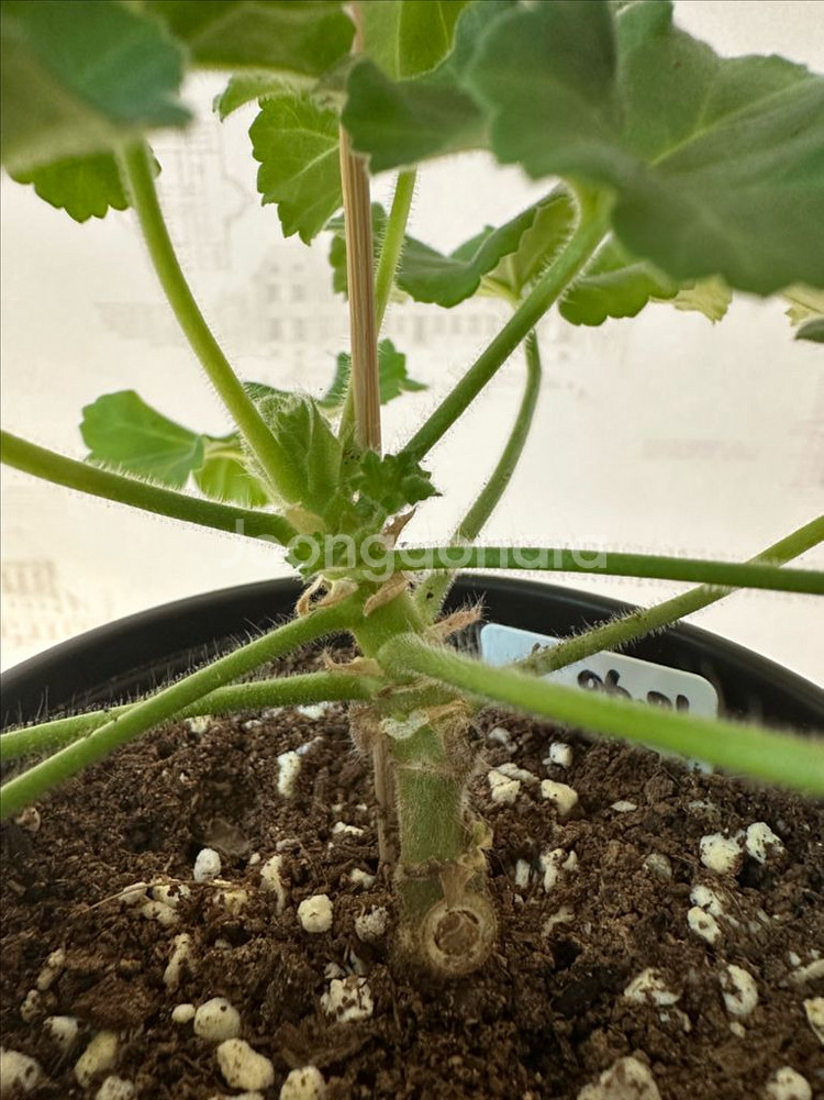 디아나 제라늄--1