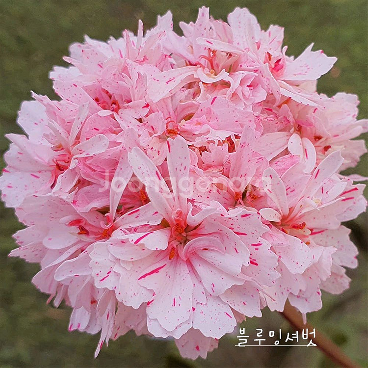 스텔라제라늄 아메리칸님 블루밍셔벗 꽃대있음--0