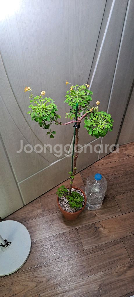 산미구엘라 사랑초--0