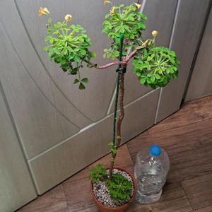 산미구엘라 사랑초