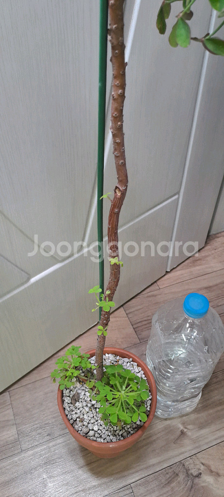 산미구엘라 사랑초--3