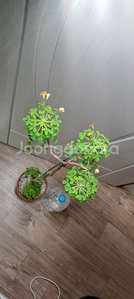 산미구엘라 사랑초--1