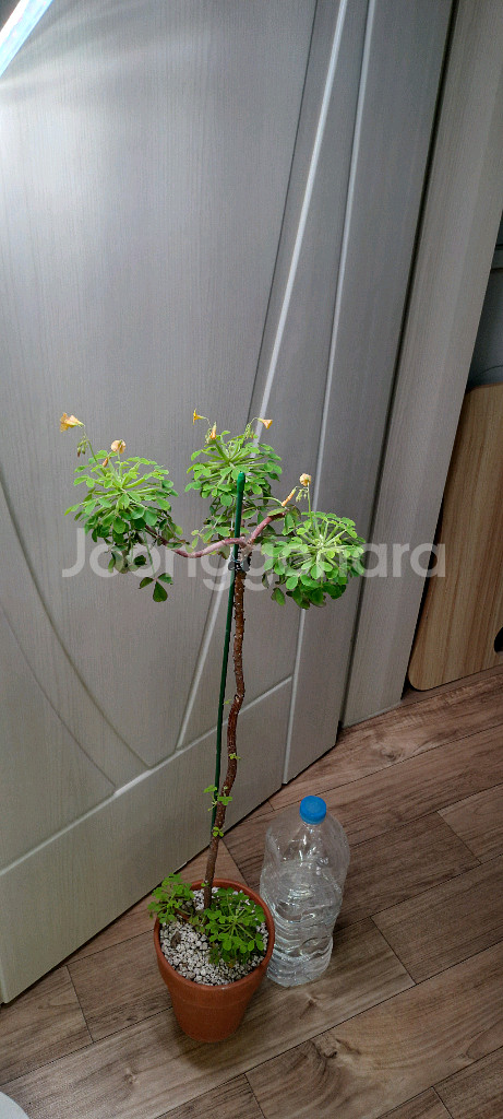 산미구엘라 사랑초--2