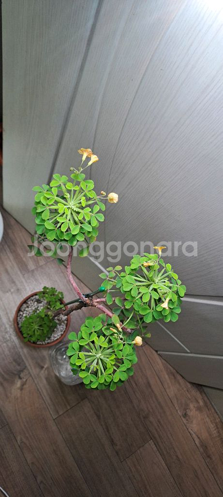 산미구엘라 사랑초--4