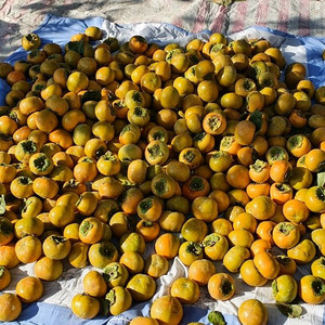 진영 단감(부유)