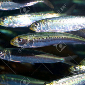 Engraulis Japonicus 골격 염색 표본