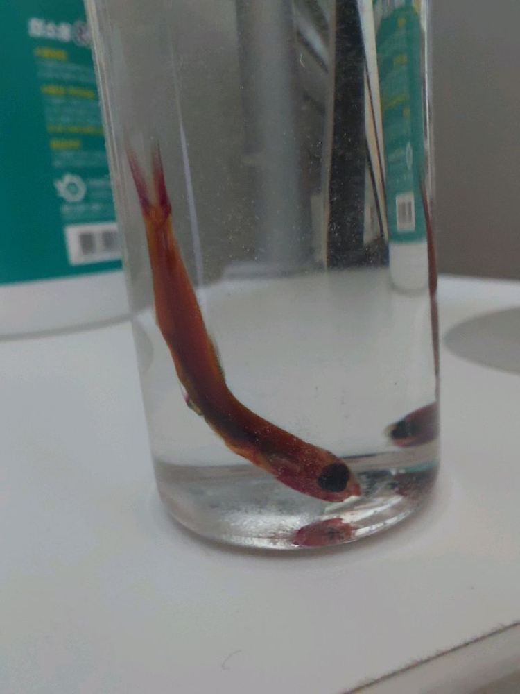 Engraulis Japonicus 골격 염색 표본--1