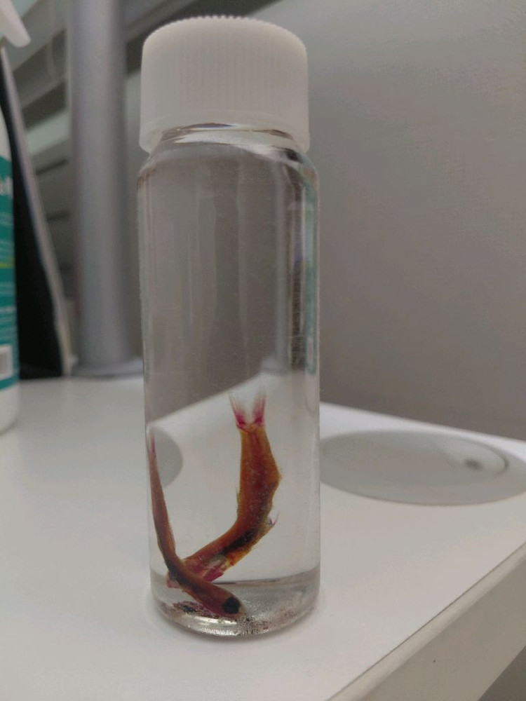 Engraulis Japonicus 골격 염색 표본--2