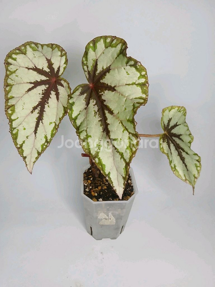 베고니아 와티이--0