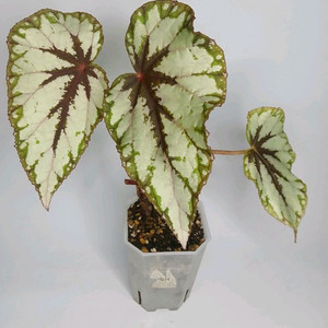 베고니아 와티이