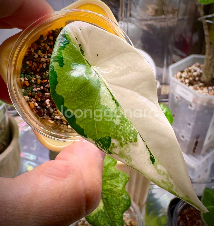 알로카시아 심포 화이트 알보 바리에가타--2