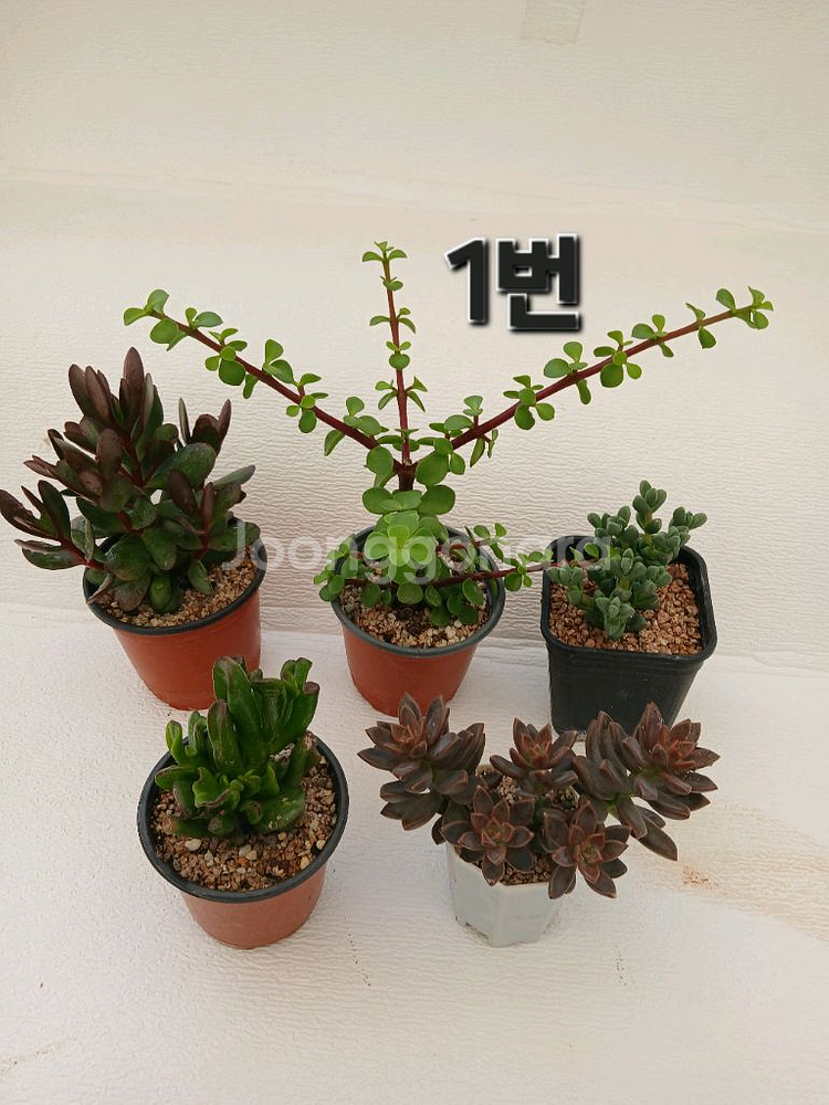 식물 모음(5종세트)--0