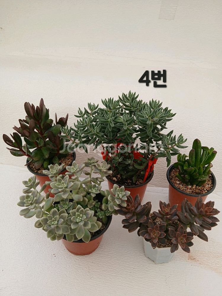 식물 모음(5종세트)--3
