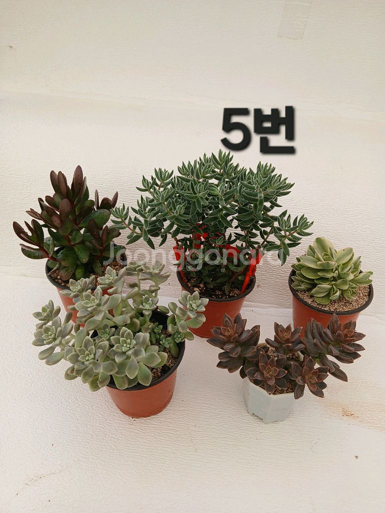 식물 모음(5종세트)--4
