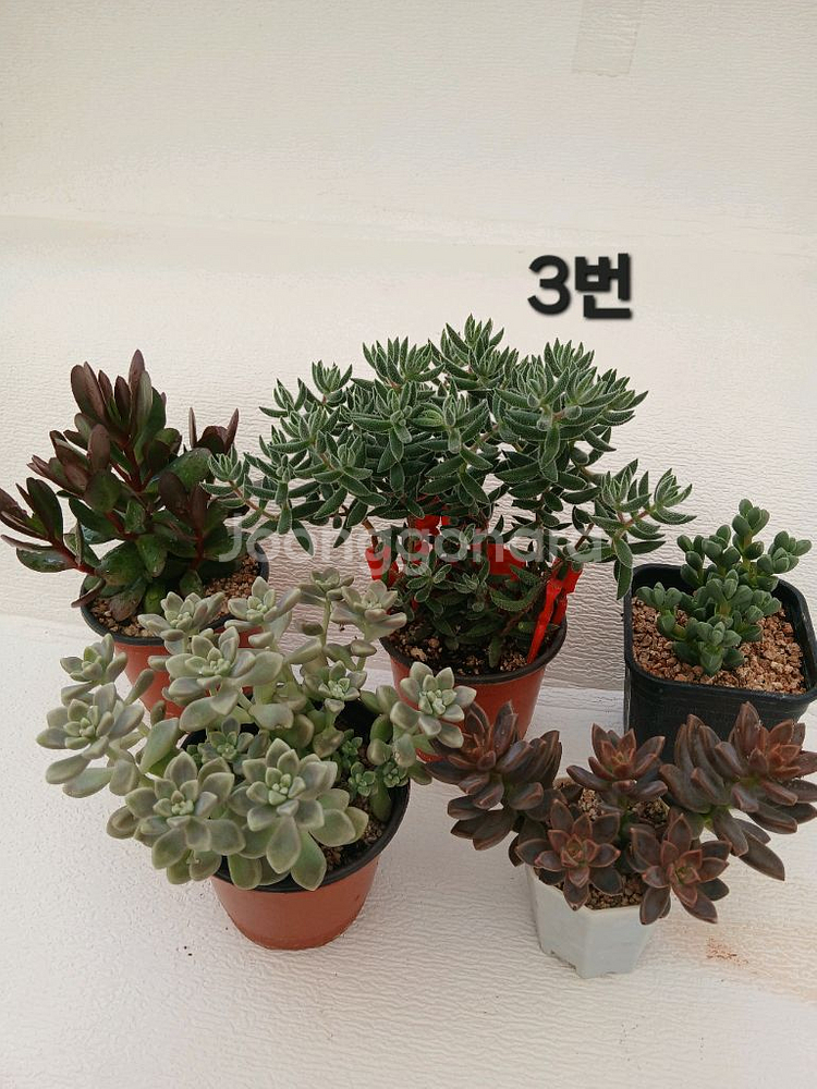 식물 모음(5종세트)--2