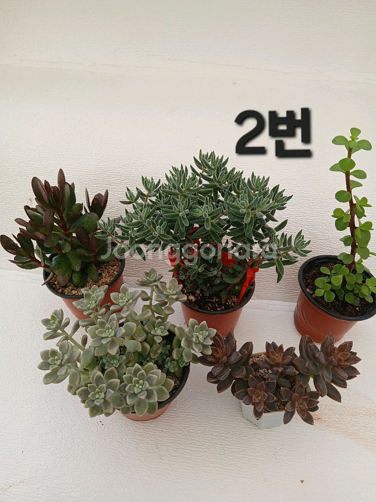 식물 모음(5종세트)--1