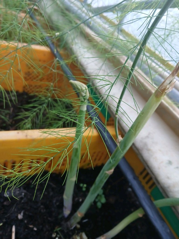 아스파라거스 모종 이미지