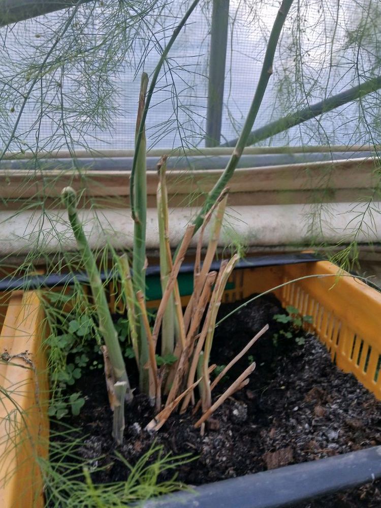 아스파라거스 모종 이미지