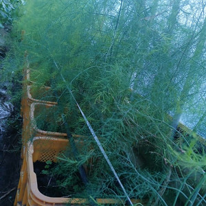 아스파라거스 모종 이미지