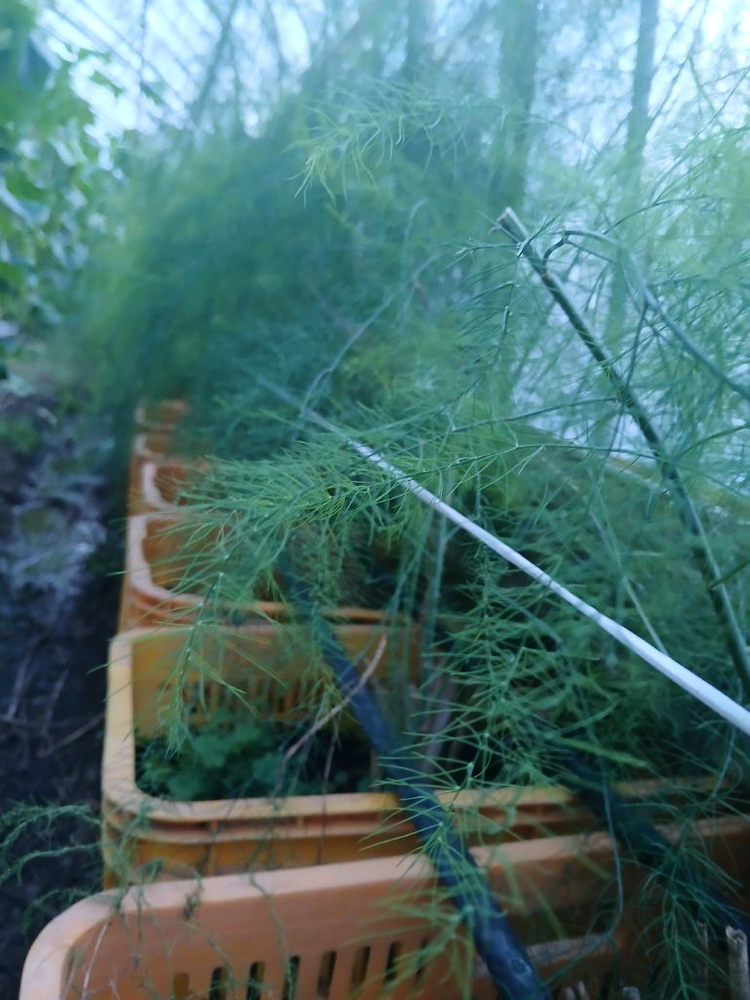 아스파라거스 모종 이미지