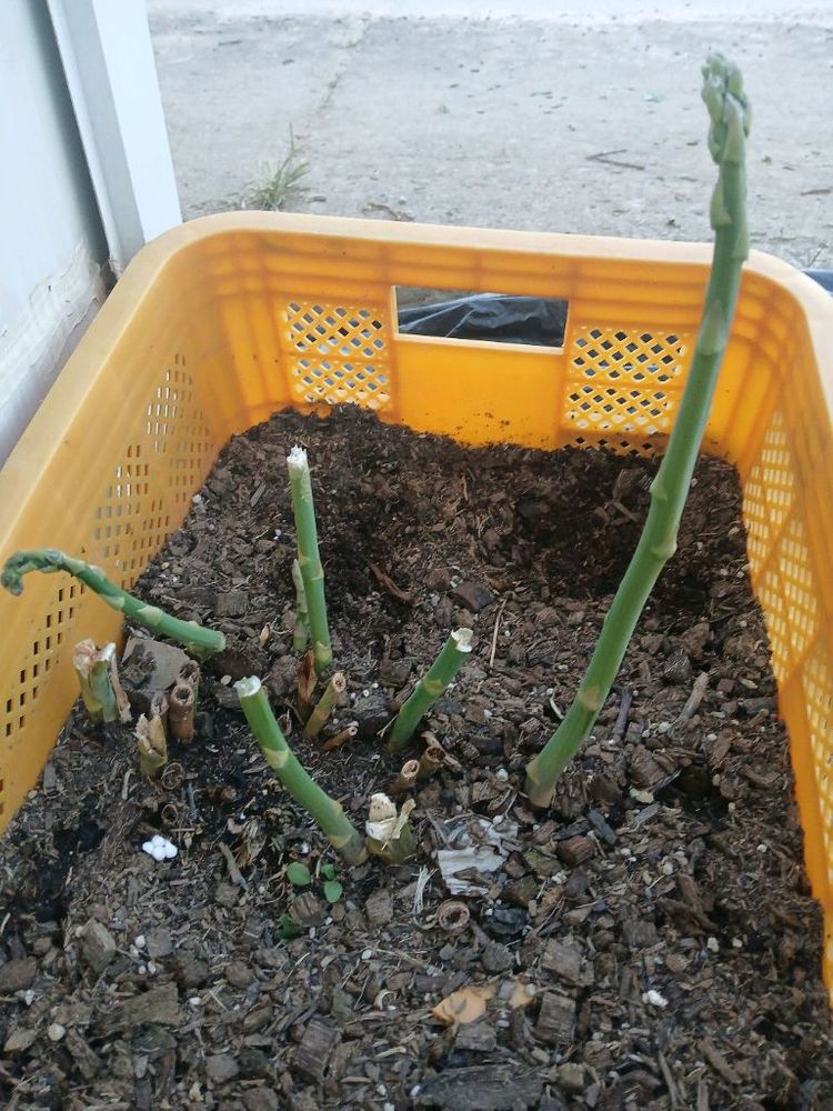 아스파라거스 모종 이미지